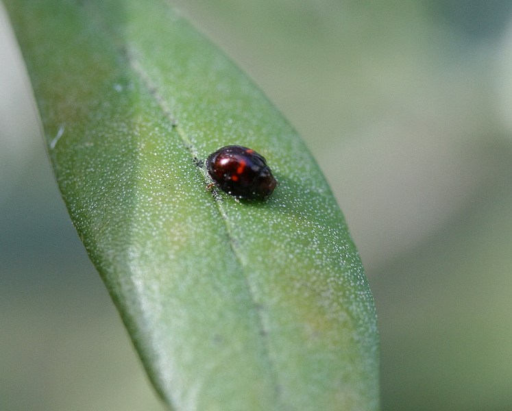 Chilocorus renipustulatus